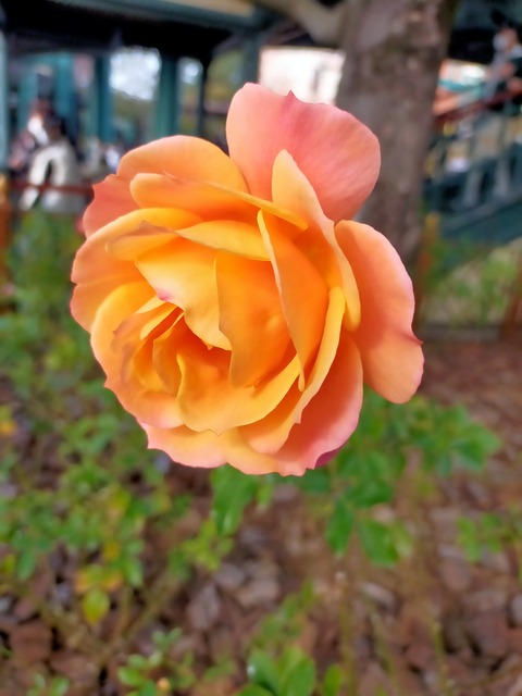 IMG20221211120421