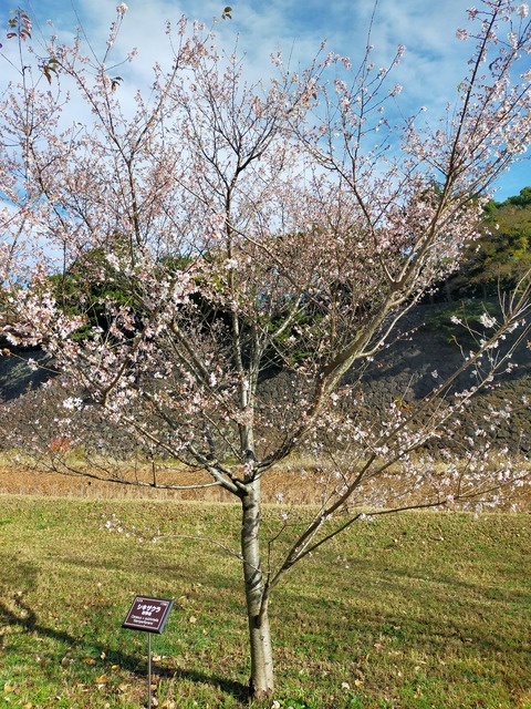 IMG20221204100938