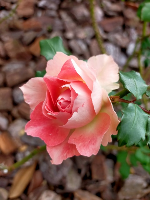 IMG20221211132906