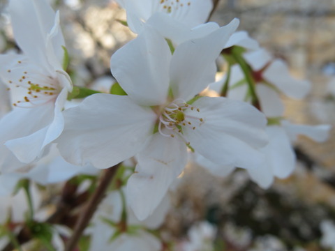 20200320131548_IMG_0338