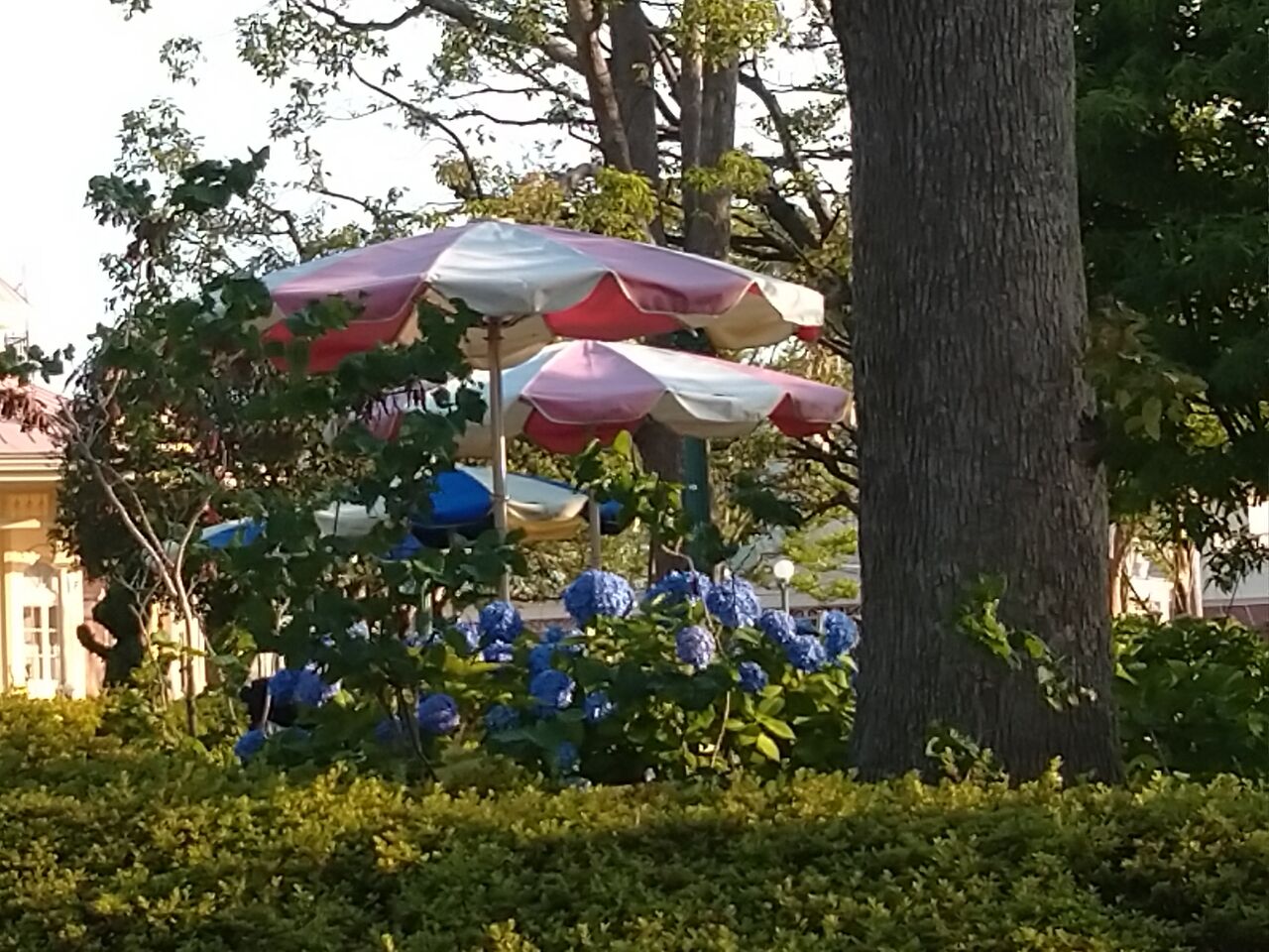 サダハルアオキコラボ スペシャルドッグ ディズニーランド ブライトンホテルその34 アラフィフ主婦のディズニー年パス日記