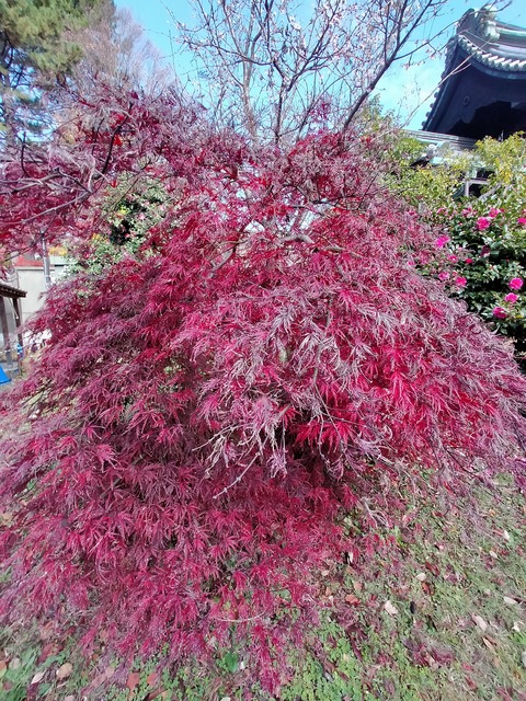 IMG20221204101724