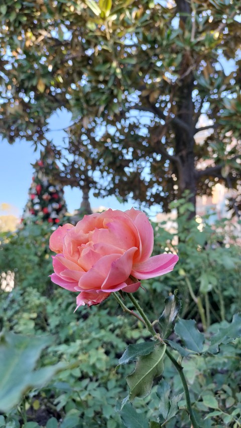 IMG20231204131015