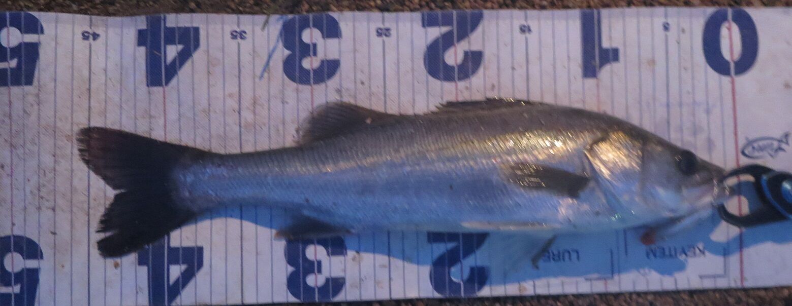 夏シーバスですね 岡山のおっさん釣りメモ日記