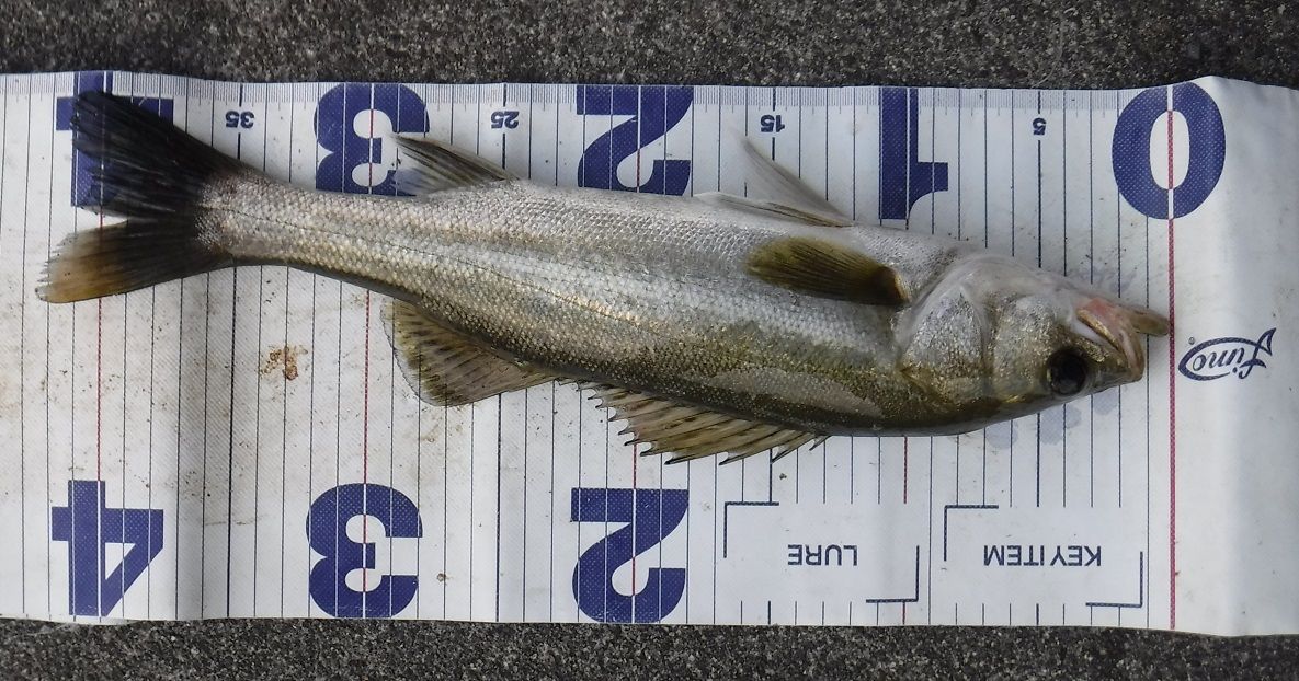 宍道湖遠征二日目 宍道湖西岸巡り 岡山のおっさん釣りメモ日記