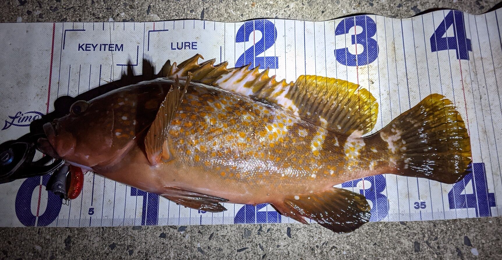 おかっぱりで狙う40cmアコウ 岡山のおっさん釣りメモ日記 おかっぱりで狙う40cmアコウ 岡山のおっさん釣りメモ日記