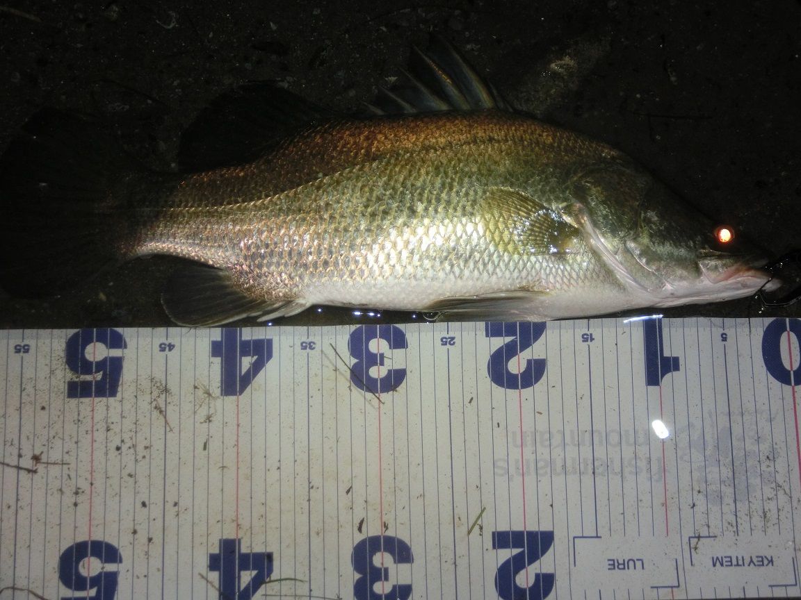 高知 浦戸湾遠征で初めてアカメを釣るも思わぬ展開に 岡山のおっさん釣りメモ日記 高知 浦戸湾遠征で初めてアカメを釣るも思わぬ展開に 岡山のおっさん釣りメモ日記