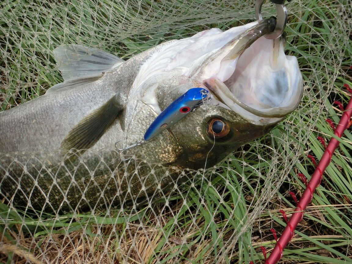 6 12 楽しい楽しい旭川のデイゲーム 岡山のおっさん釣りメモ日記