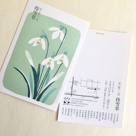 待雪草
