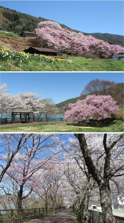 桜・長谷溝口_2026