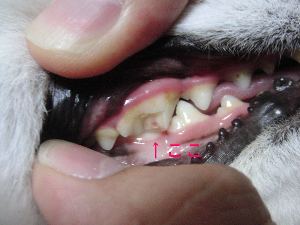 歯が 日本スピッツ犬 みぞれ日記