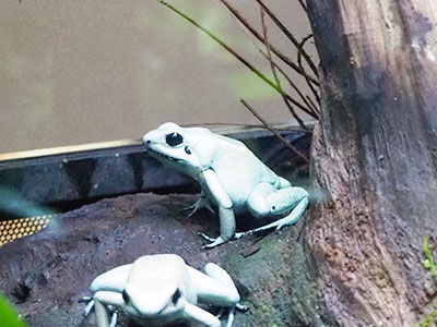 伊豆旅行 体感型カエル館kawazoo カワズー Sleカエル君の勝手にミズガエル劇場 伊豆旅行 体感型カエル館kawazoo カワズー Sleカエル君の勝手にミズガエル劇場