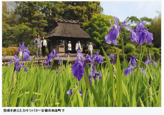 安城丈山苑のカキツバタ 見頃に 始源流原始占い