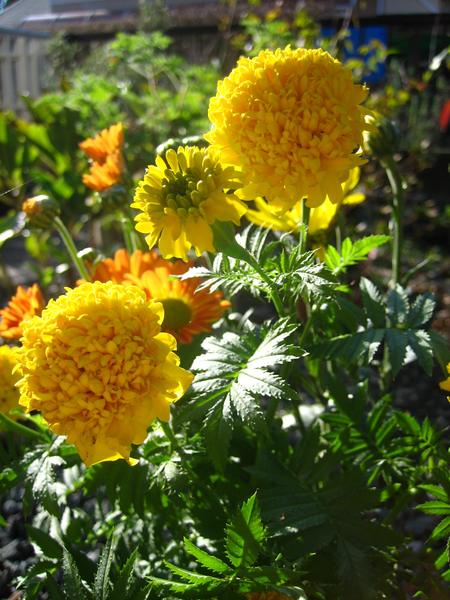 まりいごおるど つれづれだより