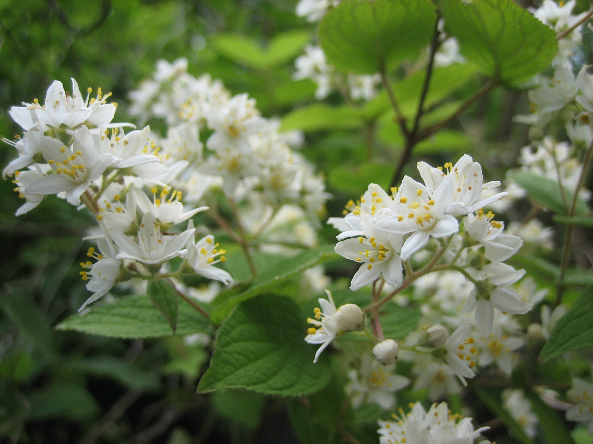 卯の花の咲く頃 つれづれだより