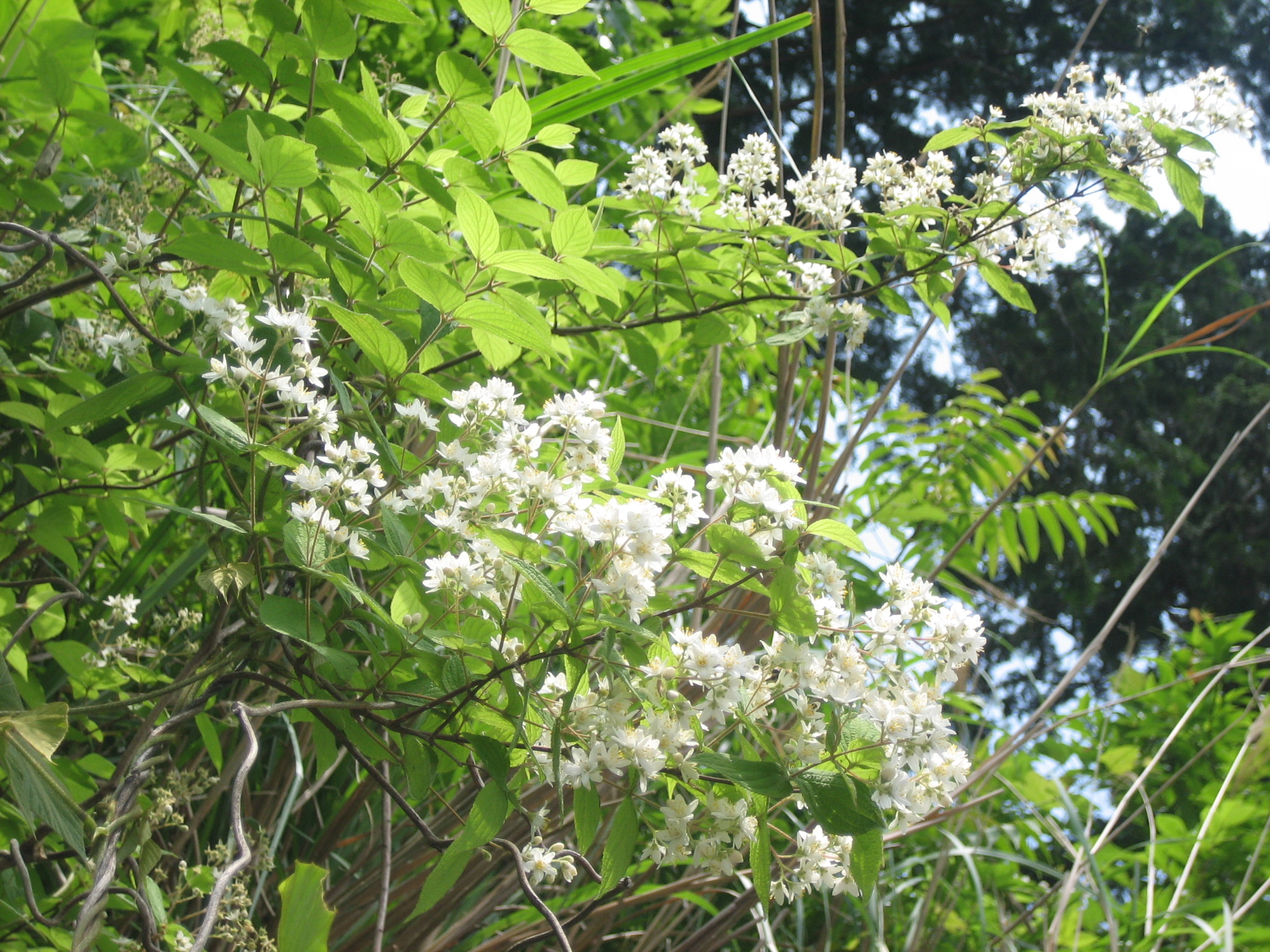卯の花の咲く頃 つれづれだより