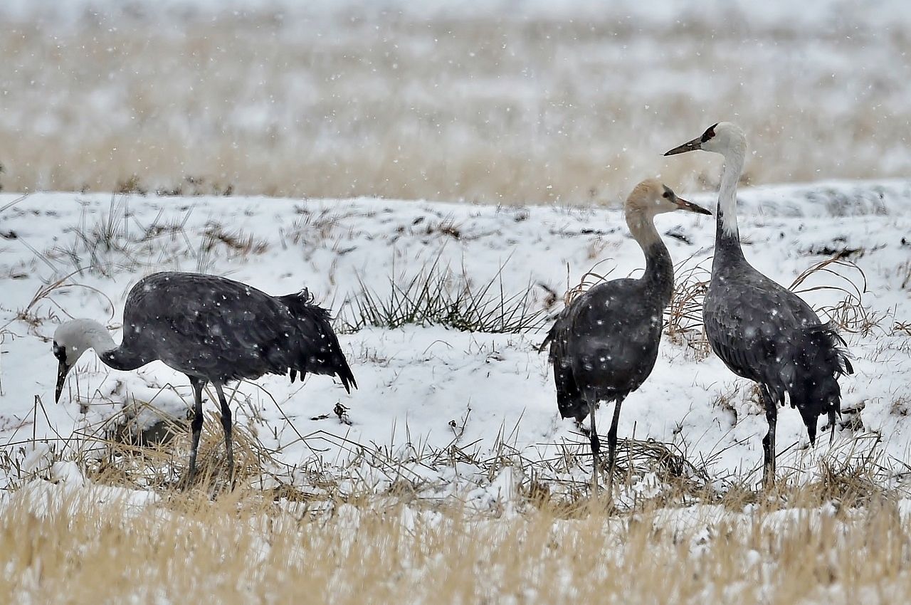 ナベヅル 親子鶴 福島県郡山市 みずほ旅館記