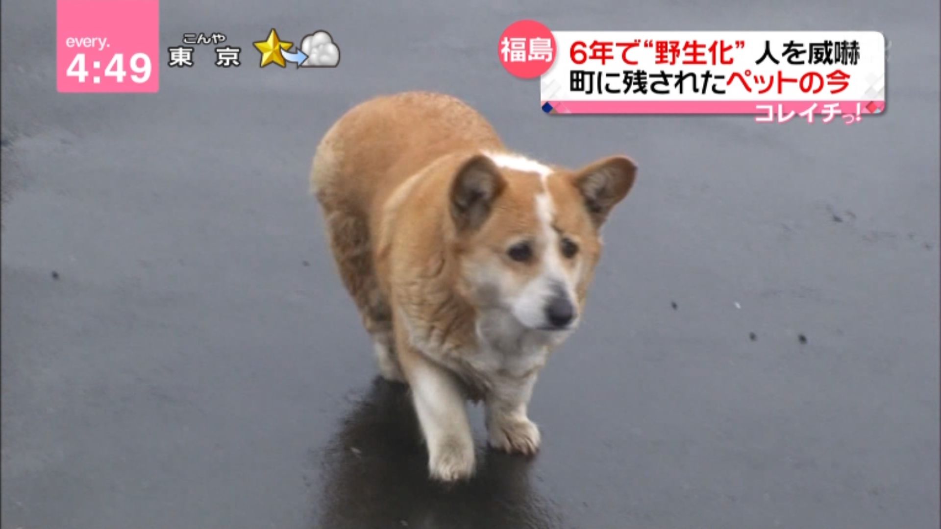 捨てられて野生化したイッヌｗｗｗｗｗｗｗｗｗｗｗｗｗｗｗｗ 無断転載禁止 C 2ch Net それな速報