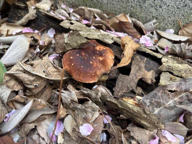 きのこ LEDガーデンライト きのこ 目灯り ソーラーガーデンライト 防水