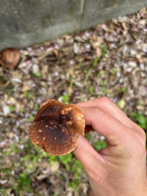 きのこ ハイムラサキフウセンタケ - 森の子きのこ