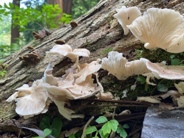 年夏 秋キノコ 復活の兆し ʖ ココアシガレット アンダーグラウンド ʖ