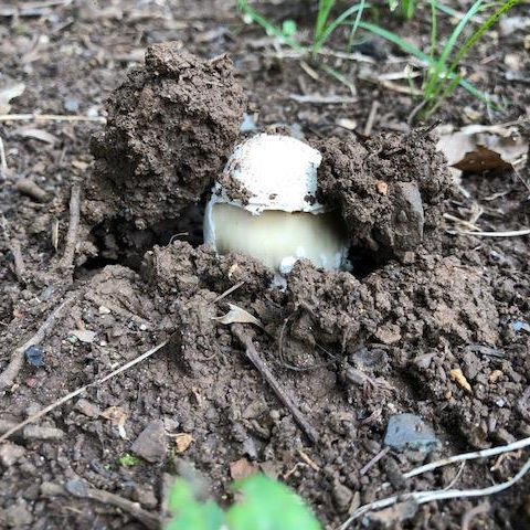 キノコヘヴン : ( ͡⊙ ͜ʖ ͡⊙) ココアシガレット・アンダーグラウンド