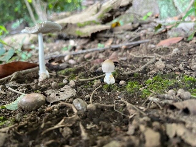 きのこ 妄想キノコ《鑑賞》〜クロヒカリタケ／芝裕子（Eluka） | 人気