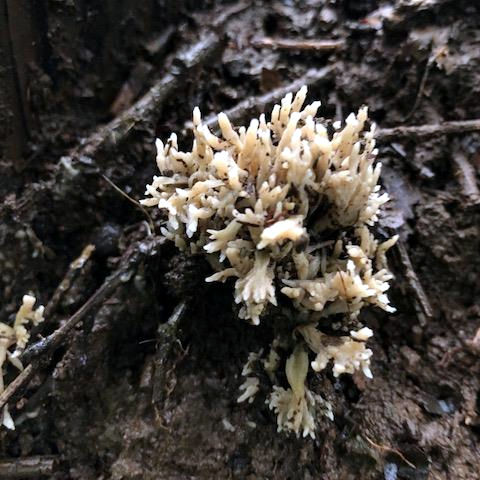 ワイルドマッシュルームとリコッタチーズのローズマリーとタイム添えレシピ