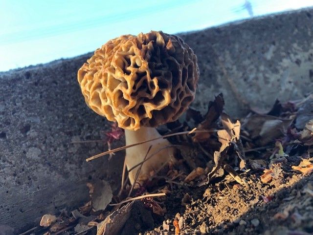 春（アミガサタケ）、補足せり : ( ͡⊙ ͜ʖ ͡⊙) ココア