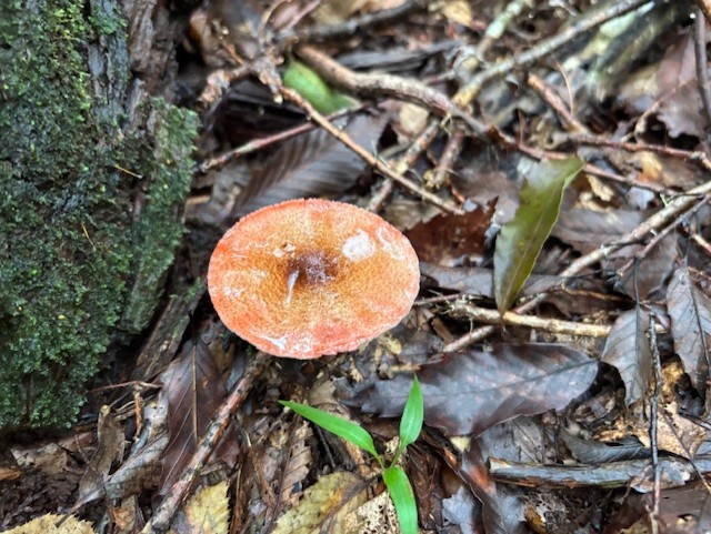 2025年初秋キノコ・奇跡のムラサキヤマドリタケ【ムラサキヤマドリタケ