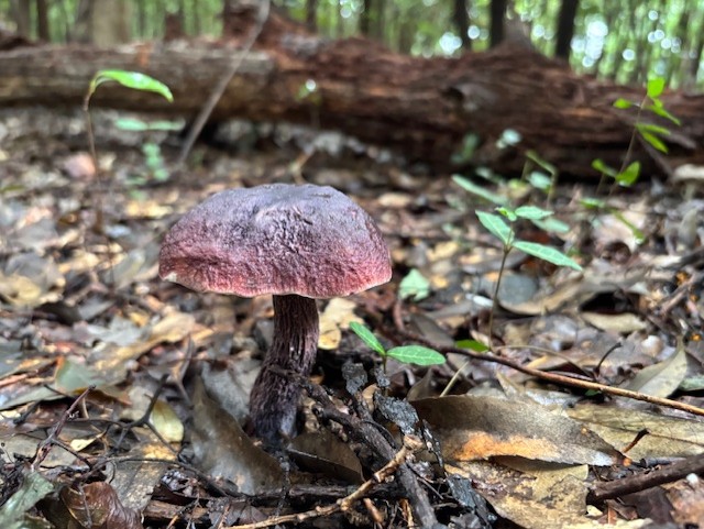 2025年初秋キノコ・奇跡のムラサキヤマドリタケ【ムラサキヤマドリタケ