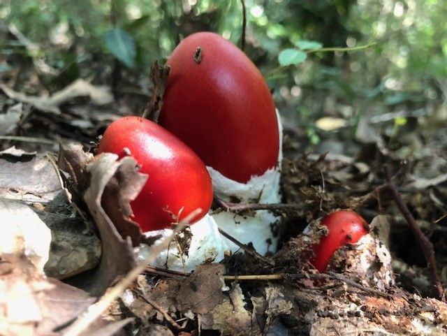 2019年夏キノコ・これぞタマゴタケ！ : ( ͡⊙ ͜ʖ ͡⊙) ココア