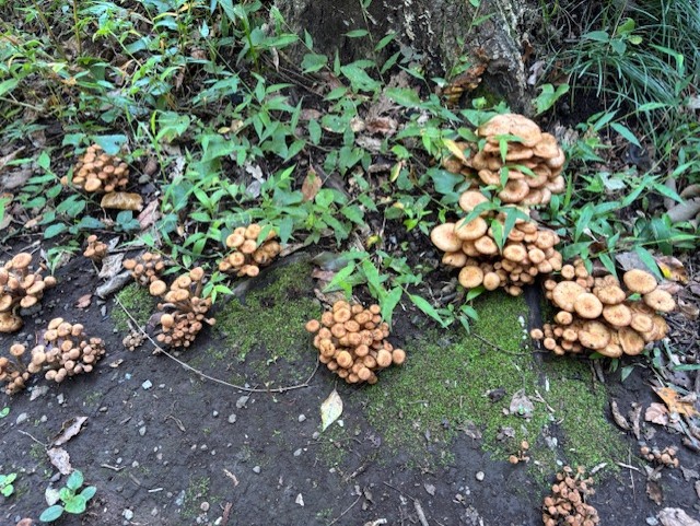 2025年秋キノコ・ナラタケモドキ無水カレーと謎イグチの巻