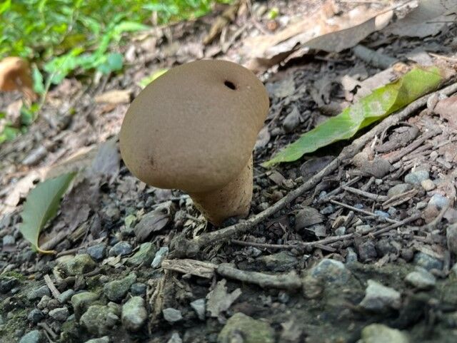 古着 ☆ 林檎ときのこ タンクトップ (オマケ付き) ムチャチャ