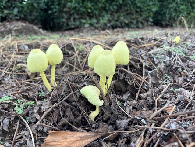 2025年初秋キノコ・紫がかった世界 : ( ͡⊙ ͜ʖ ͡⊙) ココア