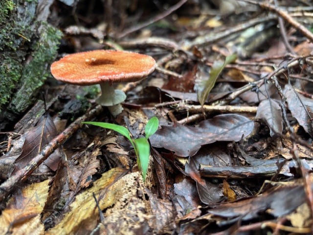 2025年初秋キノコ・奇跡のムラサキヤマドリタケ【ムラサキヤマドリタケ