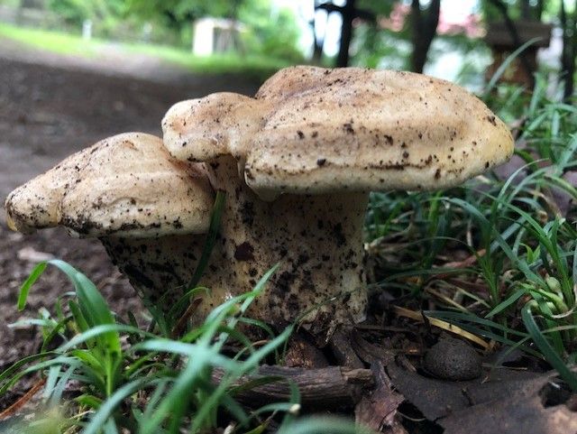 19年梅雨キノコ イグチとの遭遇編 ʖ ココアシガレット アンダーグラウンド ʖ 19年梅雨キノコ イグチとの遭遇編 ʖ ココアシガレット アンダーグラウンド ʖ
