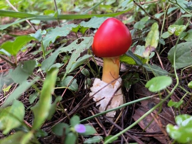 2022年秋キノコ・ニセウラグロニガイグチの怪（ウラグロニガイグチ実食