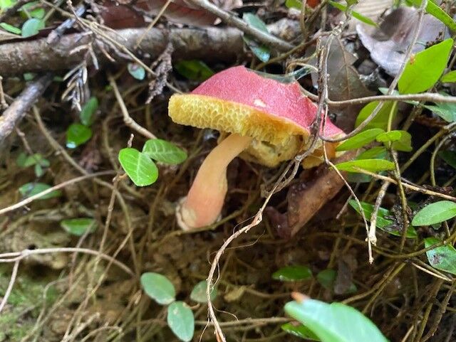 2021年梅雨キノコ・タマゴタケごはん : ( ͡⊙ ͜ʖ ͡⊙) ココア