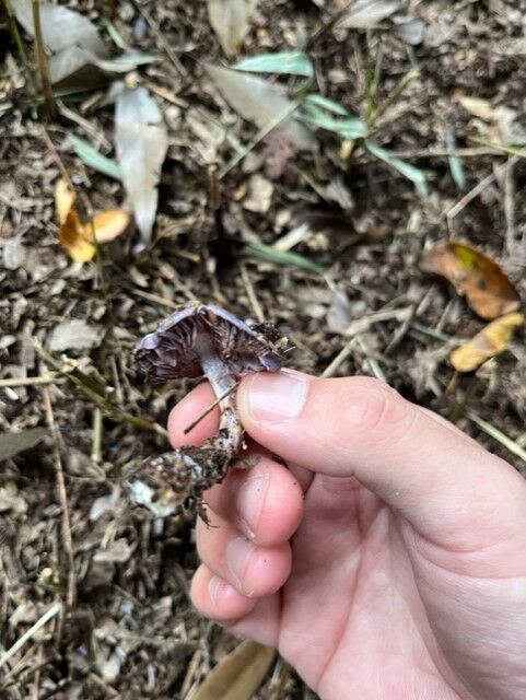 古着 ☆ 林檎ときのこ タンクトップ (オマケ付き)  ムチャチャ 古着 ☆ 林檎ときのこ タンクトップ (オマケ付き) ムチャチャ