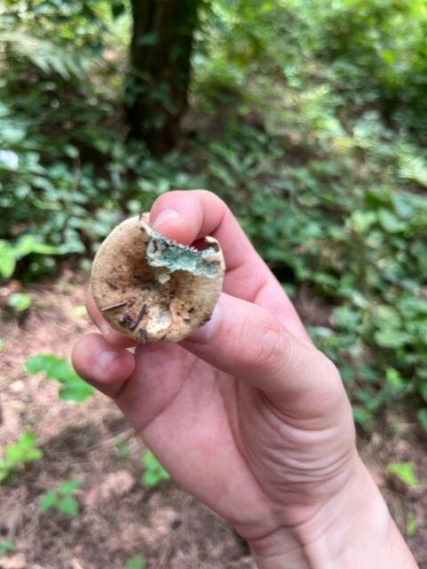2022年秋キノコ・木を見てキノコを見る（ウスヒラタケ実食編） : ( ͡