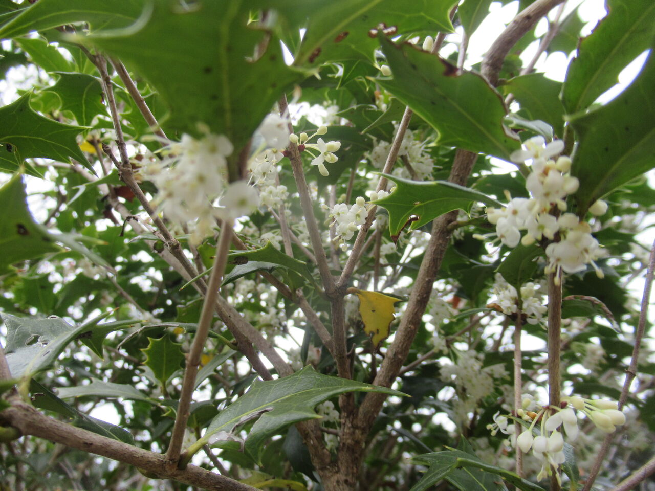 ヒイラギの花 ミズキ図工のブログ