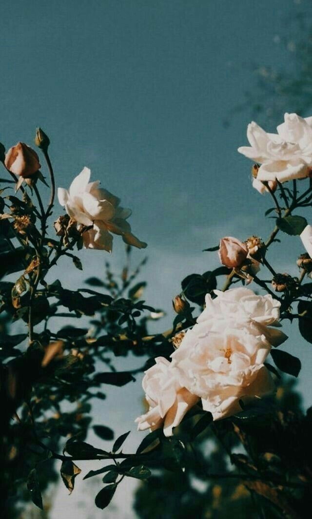 Ciao ー ﾉ 私自身あるいは困難な存在