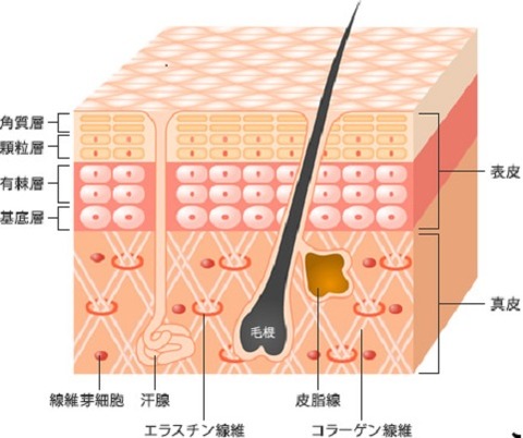 皮膚構造