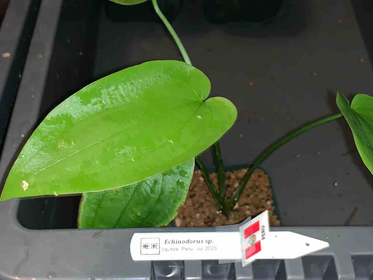 水草図鑑ギャラリー Tanakay便 エキノドルス sp イキトス