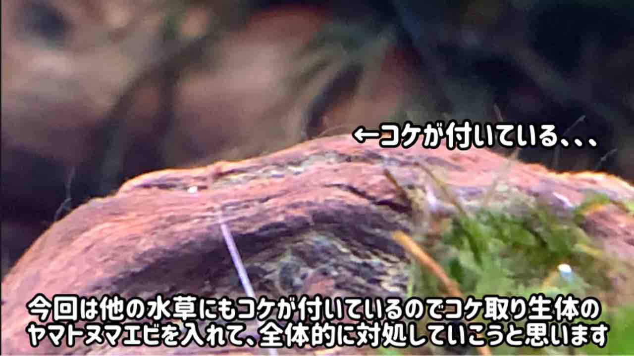 動画有 ヤマトヌマエビを水槽に入れました ついでに選び方のポイントと脱走防止の解説 水草ファームグリーンカーペットのブログ