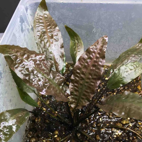 DB62D0BB-1DE7-41E1-BDA2-E881B7130B98