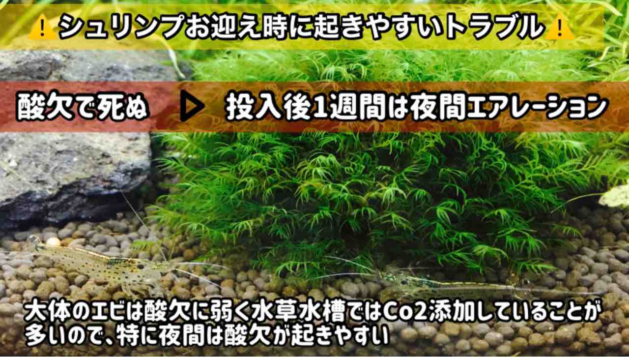 動画有 ヤマトヌマエビを水槽に入れました ついでに選び方のポイントと脱走防止の解説 水草ファームグリーンカーペットのブログ