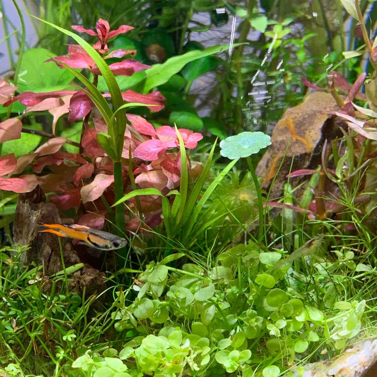 ペットgogoフェスタに行ってきました 水草ファームグリーンカーペットのブログ ペットgogoフェスタに行ってきました 水草ファームグリーンカーペットのブログ