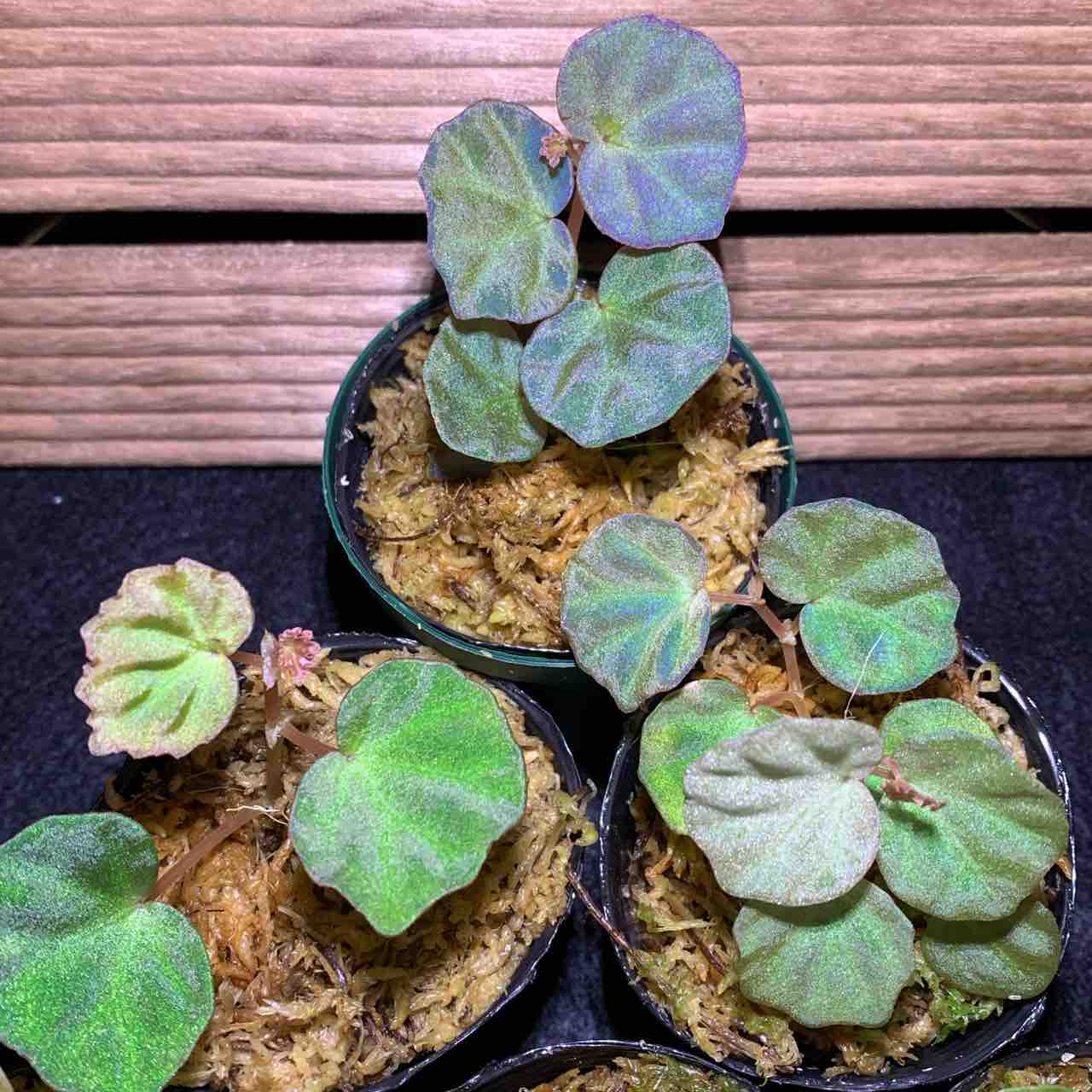 観葉植物ギャラリー ベゴニア Sp サラワク Begonia Sp Sarawak 青いベゴニア 水草ファームグリーンカーペットのブログ